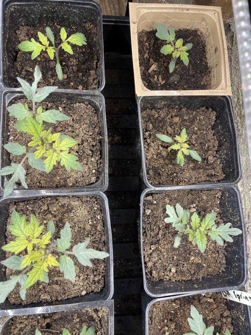Soil pH Imbalance