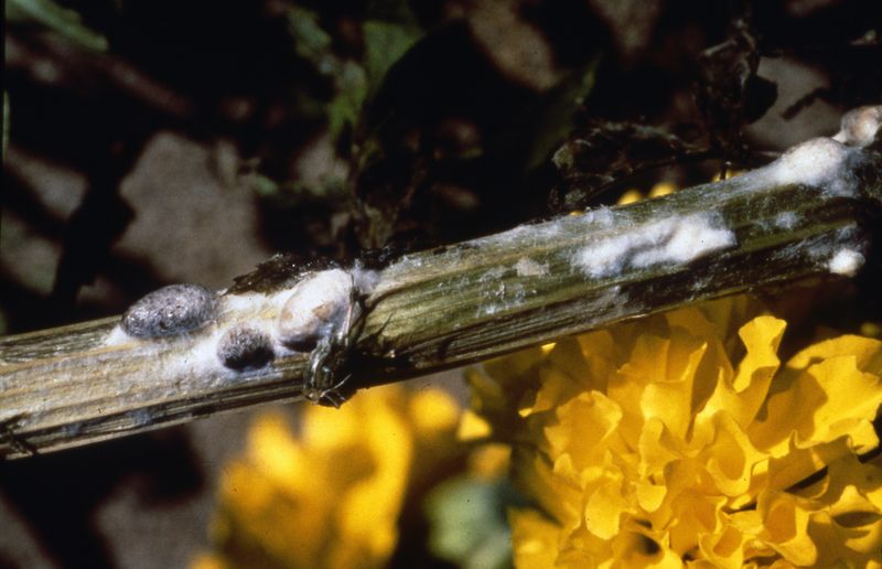 Verticillium Wilt Disease