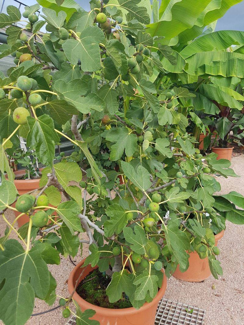 Tree Size Exceeds Recommended Container Ratio