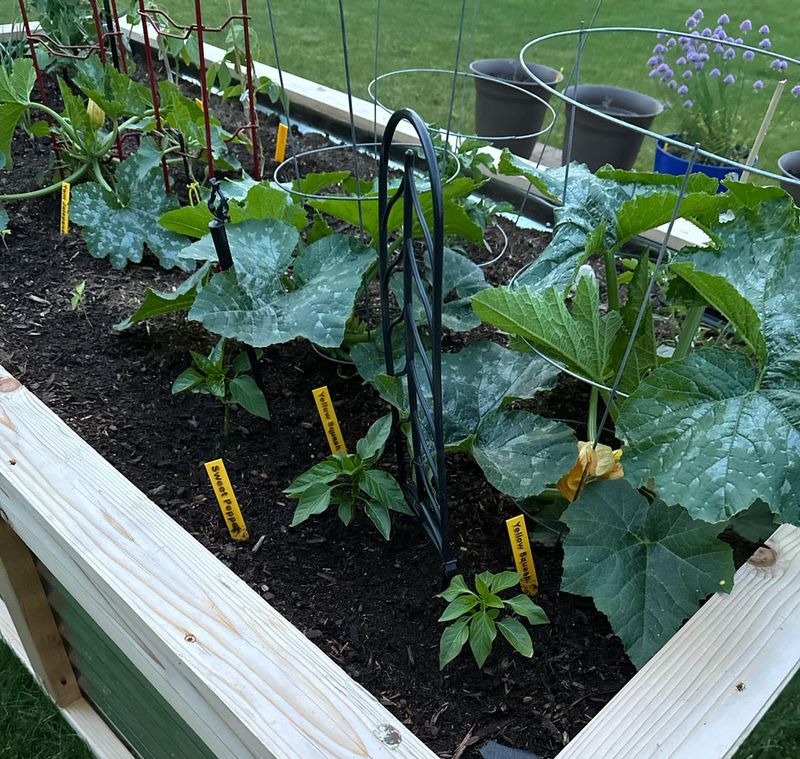 Shade Leaf Preservation