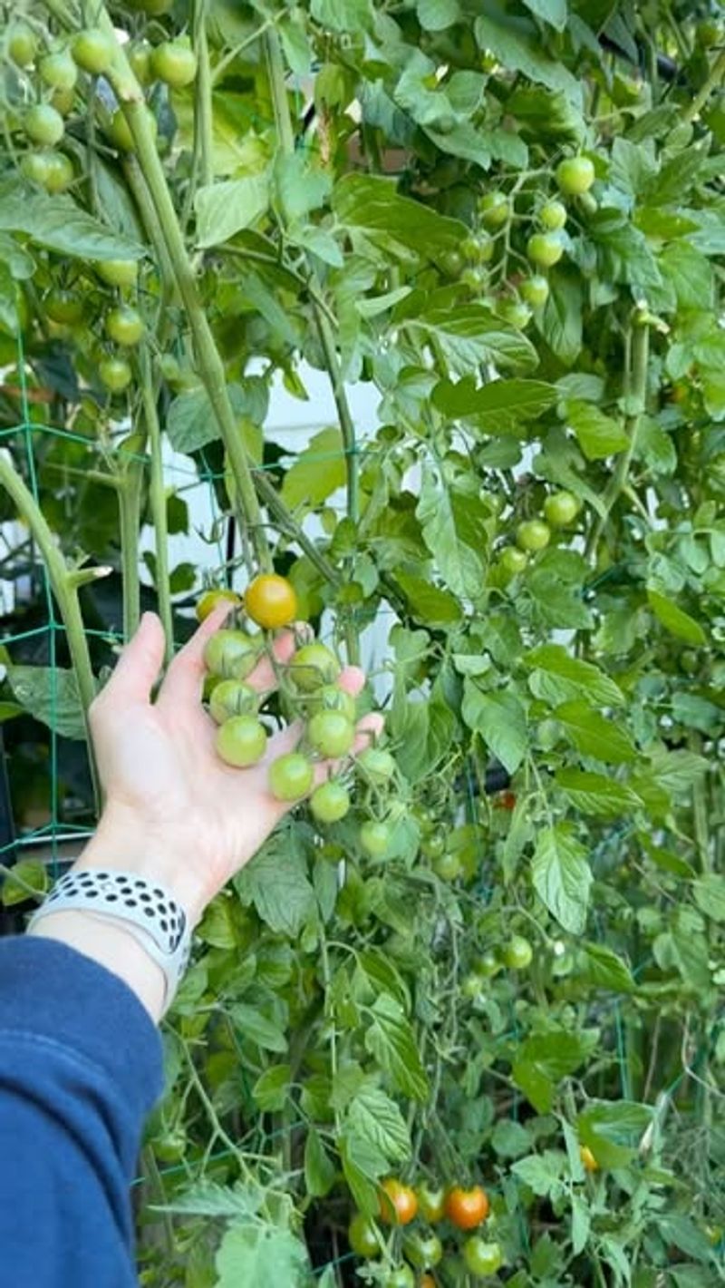 Delayed Ripening Schedule