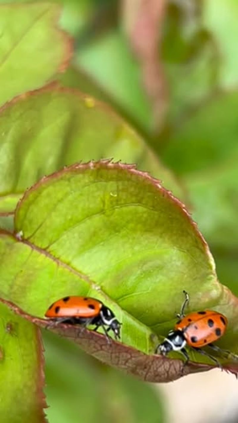 Beneficial Insect Habitat Destruction