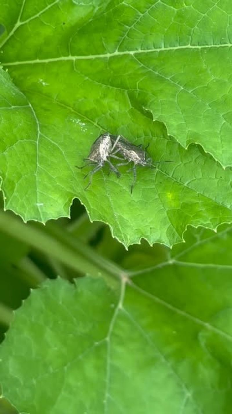 Squash Bugs