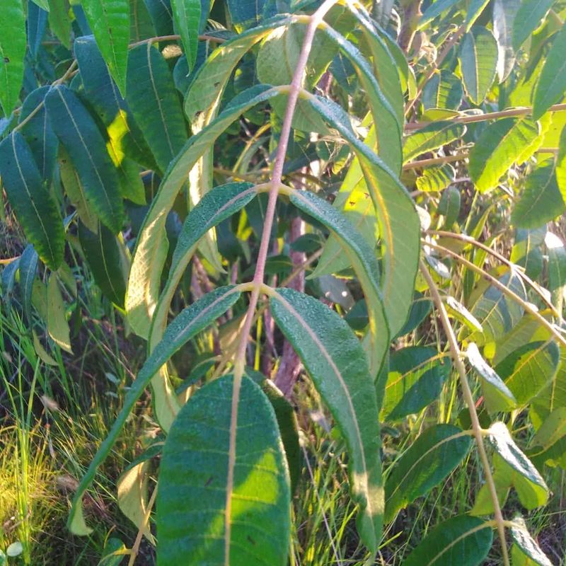 Poison Wood