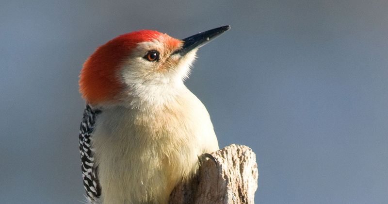 Red-bellied Woodpecker