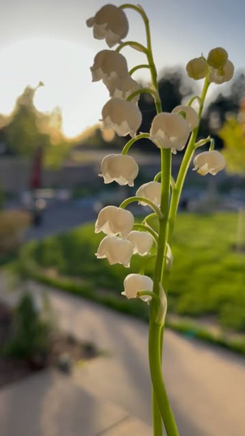 Lily of the Valley