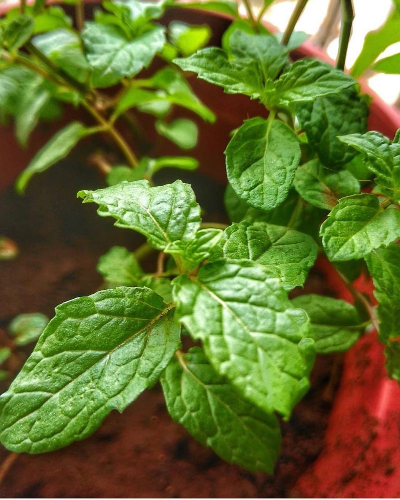 Mint