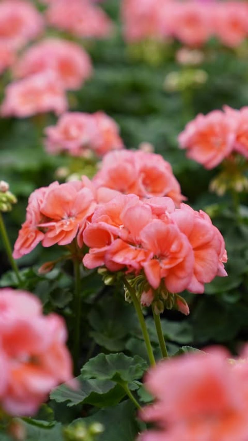 Geranium