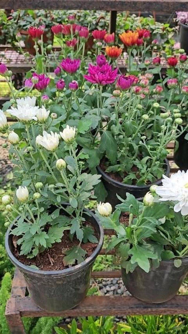 Chrysanthemums