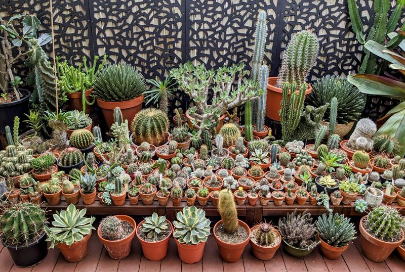Succulents