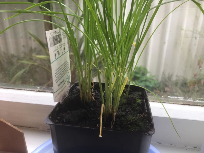 Garlic Chives