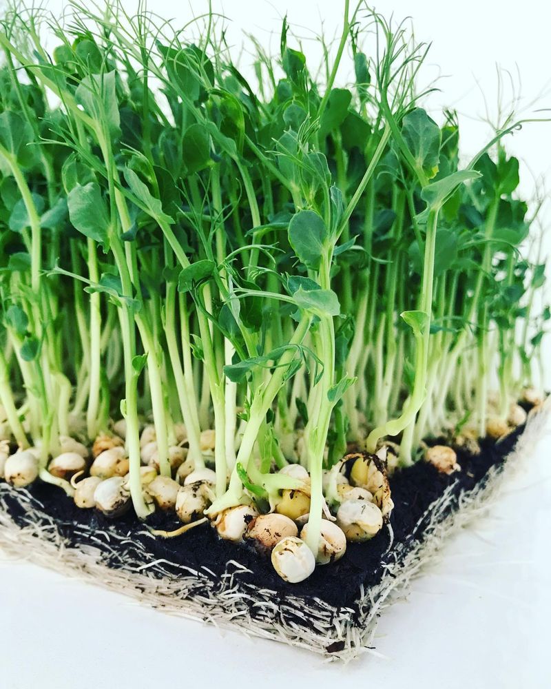 Pea Shoots