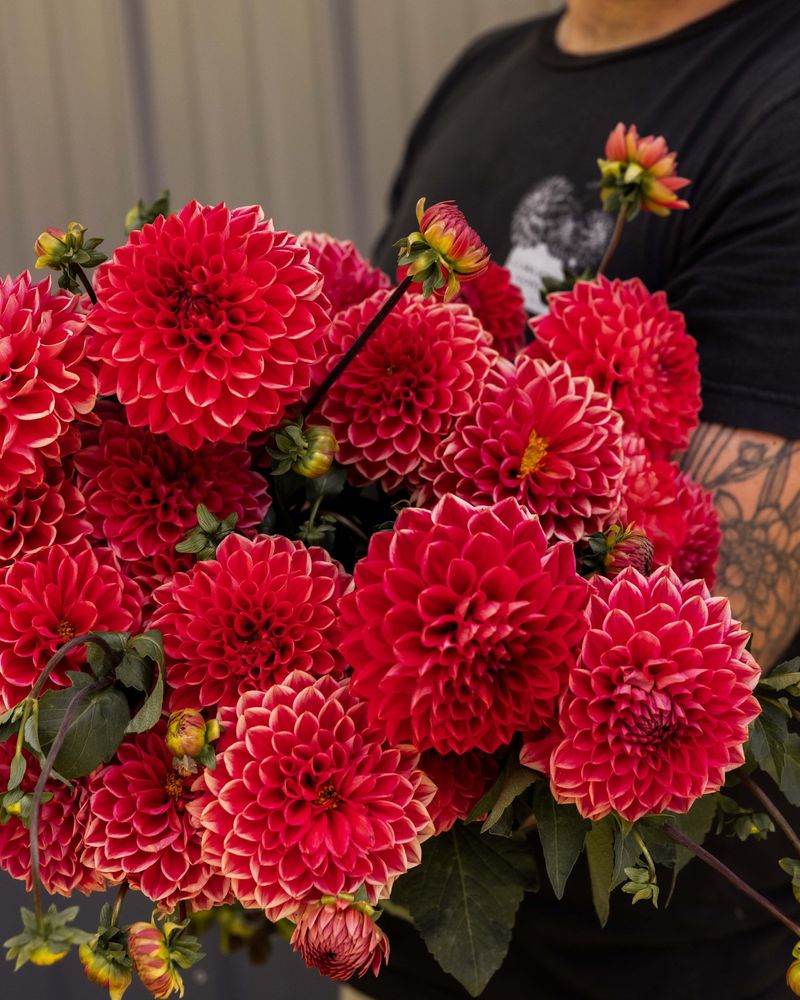 Dahlia