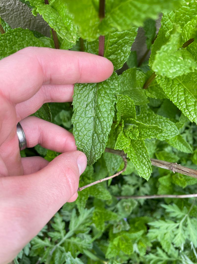 Mint: Refreshing Tick Deterrent