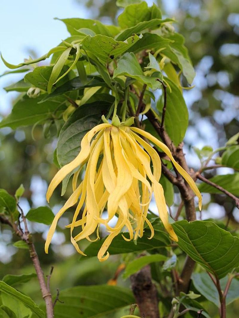 Ylang-Ylang - The Tropical Stress Melter