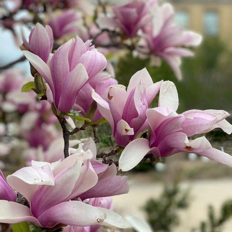Magnolia – Majestic Bloomer