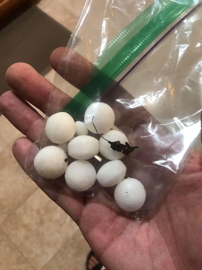 Mothball Mystery