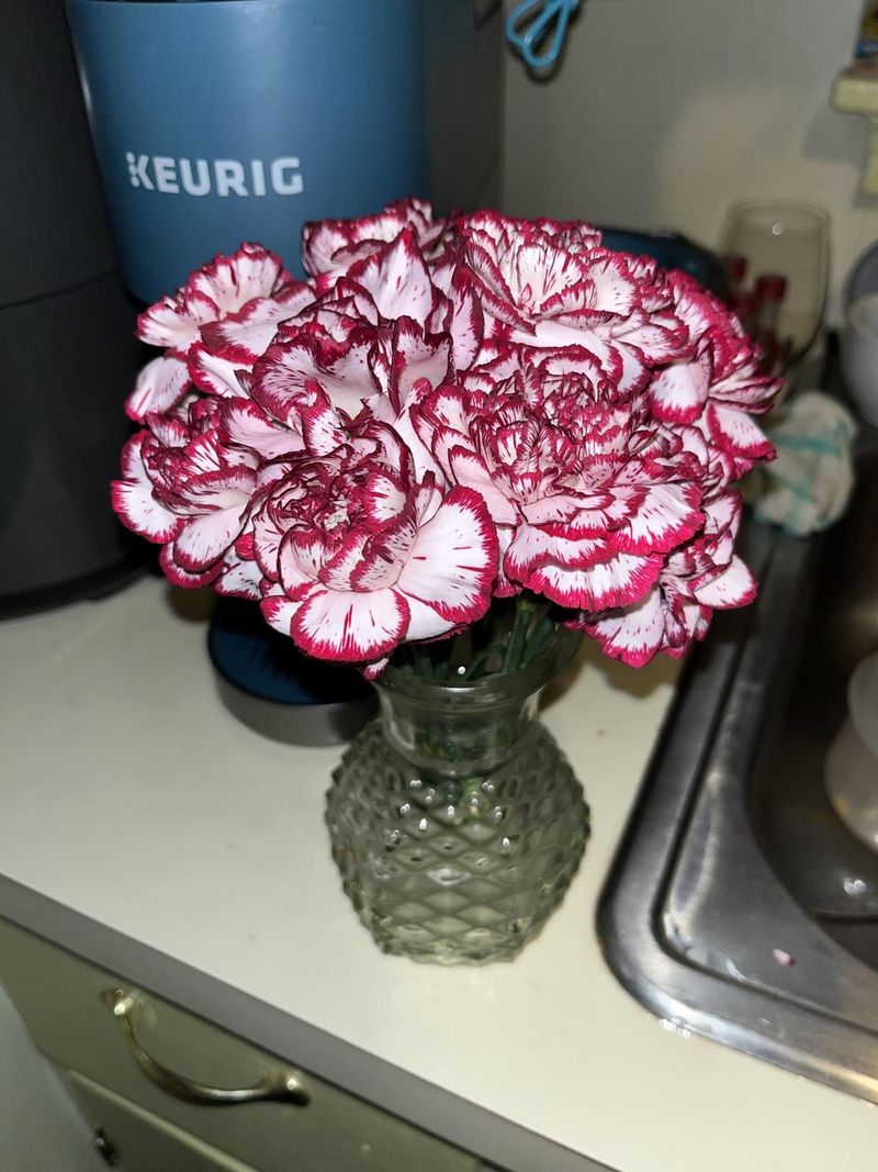 Carnations