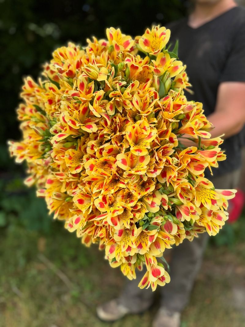 Alstroemeria