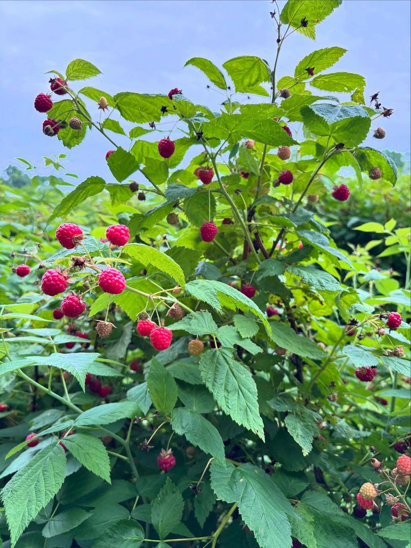 Raspberries