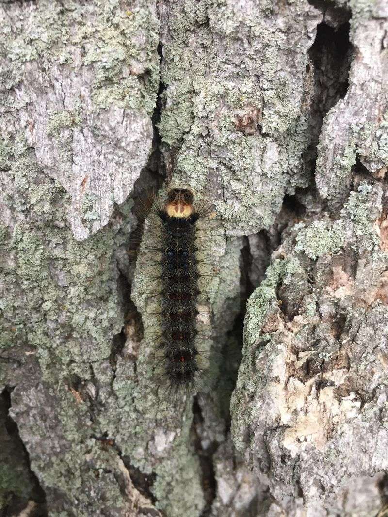 Oak Trees Attract Gypsy Moths