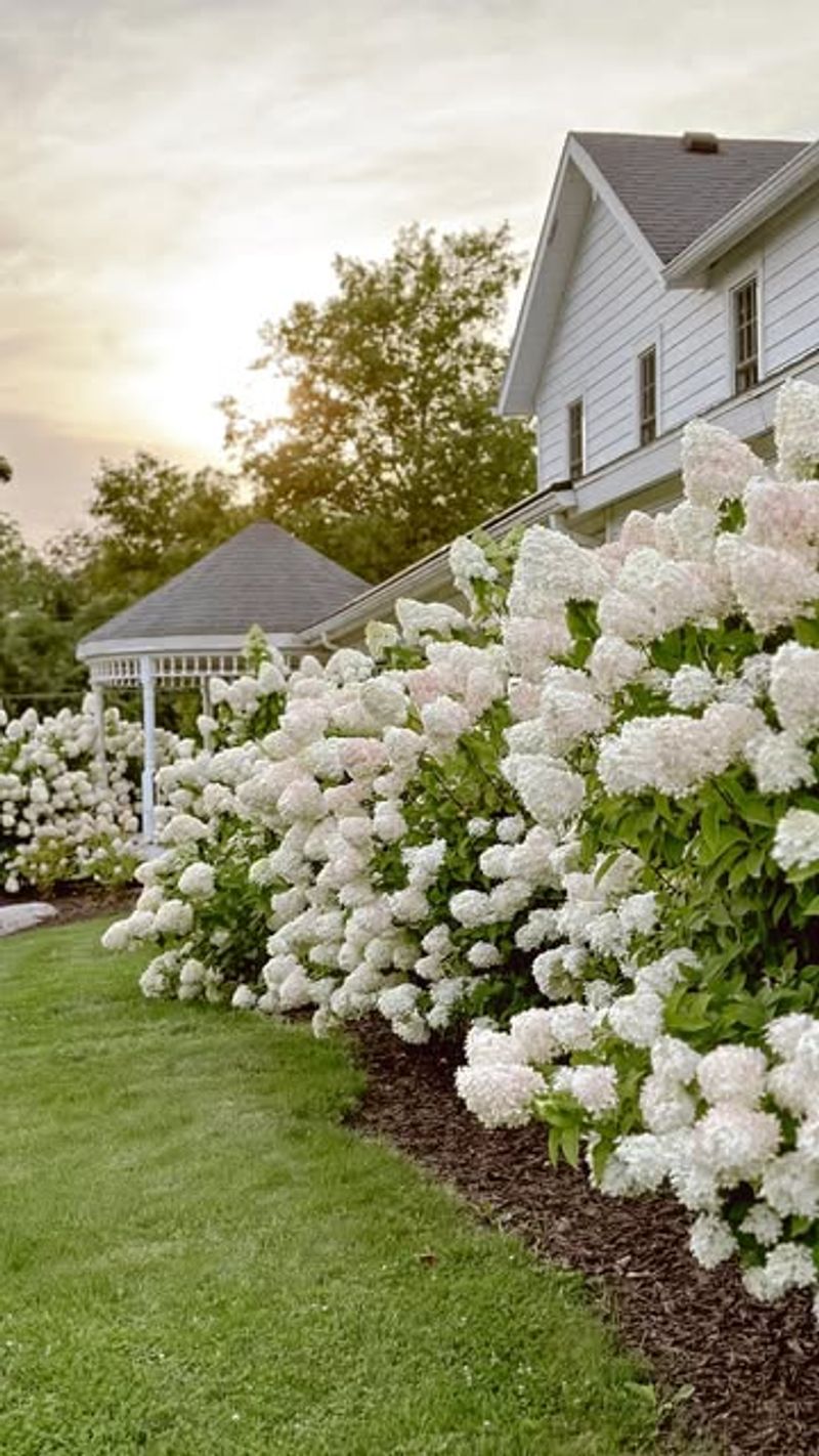 Hydrangeas (But Only Some Types!)