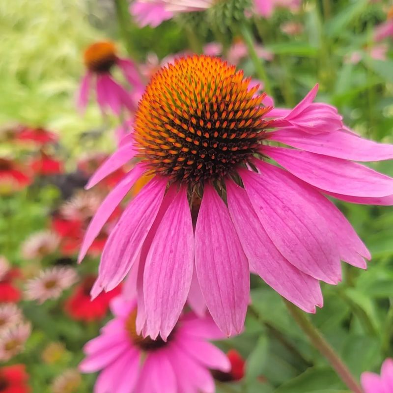Echinacea: Prairie Native For Open Spaces