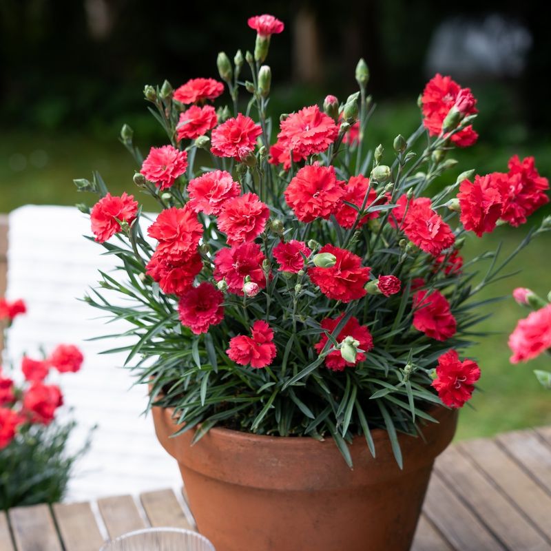 Dianthus Delivers Sweet Fragrance