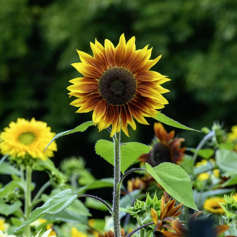 Sunflowers: Towering Summer Beacons