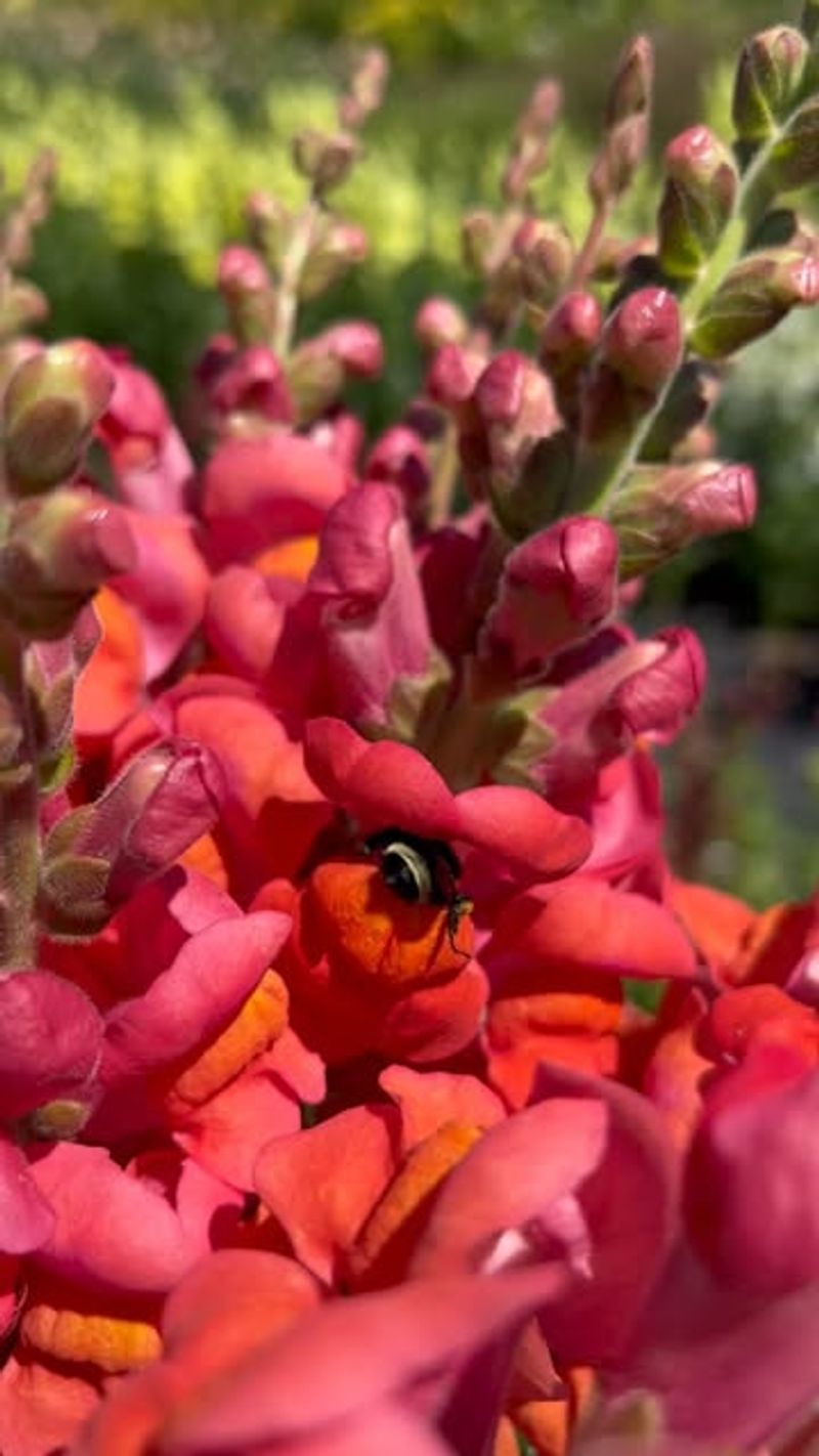 Snapdragons – Whimsical Wonders