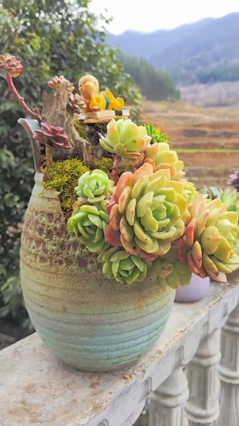 Succulents