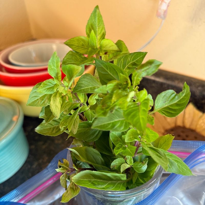 Harvest Correctly To Promote Growth