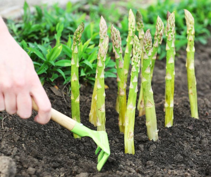 Grow Perennial Vegetables