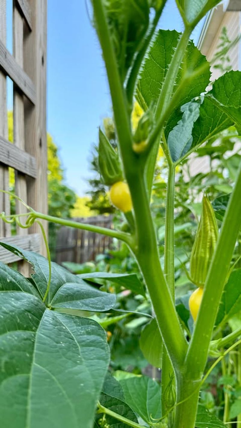 Handle Squash Plants By Their Base