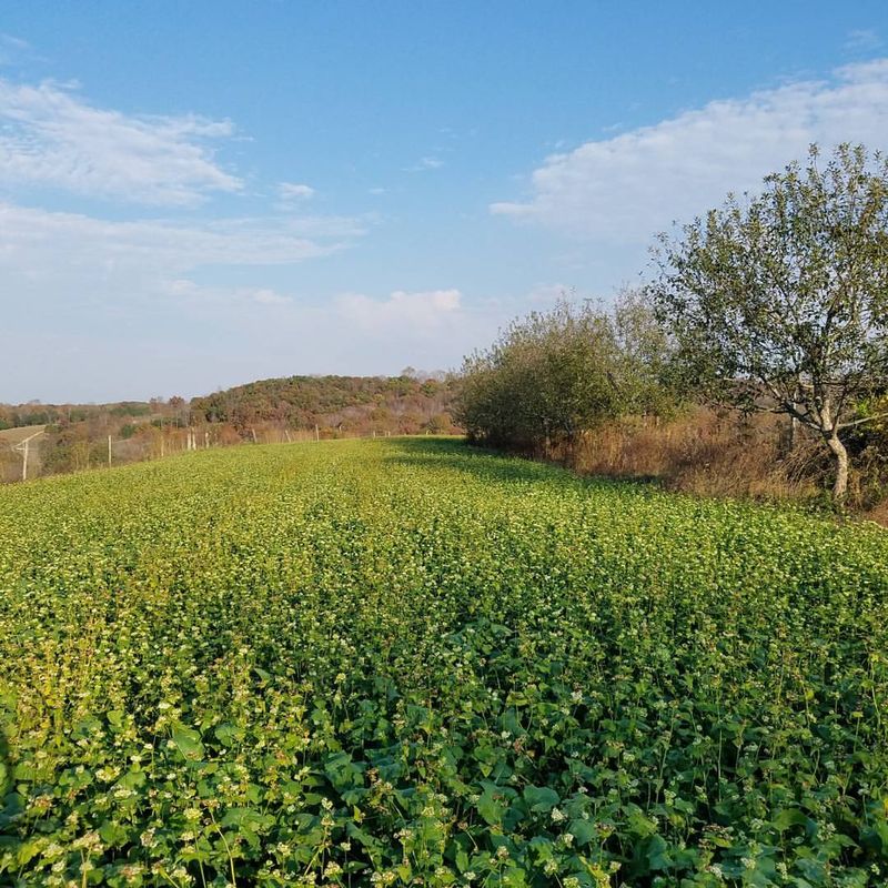 Grow Your Own Fertilizer With Cover Crops