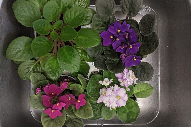 Master Bottom-Watering Technique