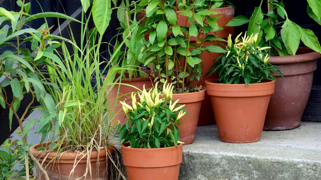 potted plants