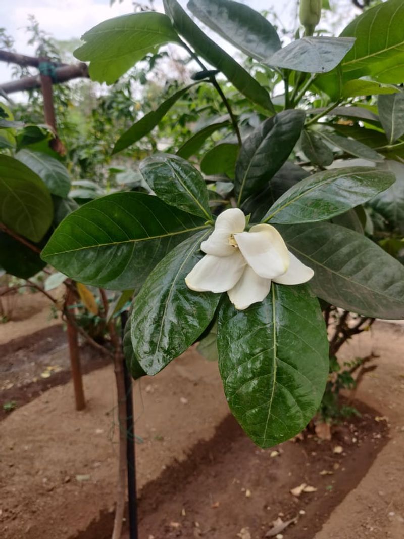 Nanu (Gardenia brighamii)