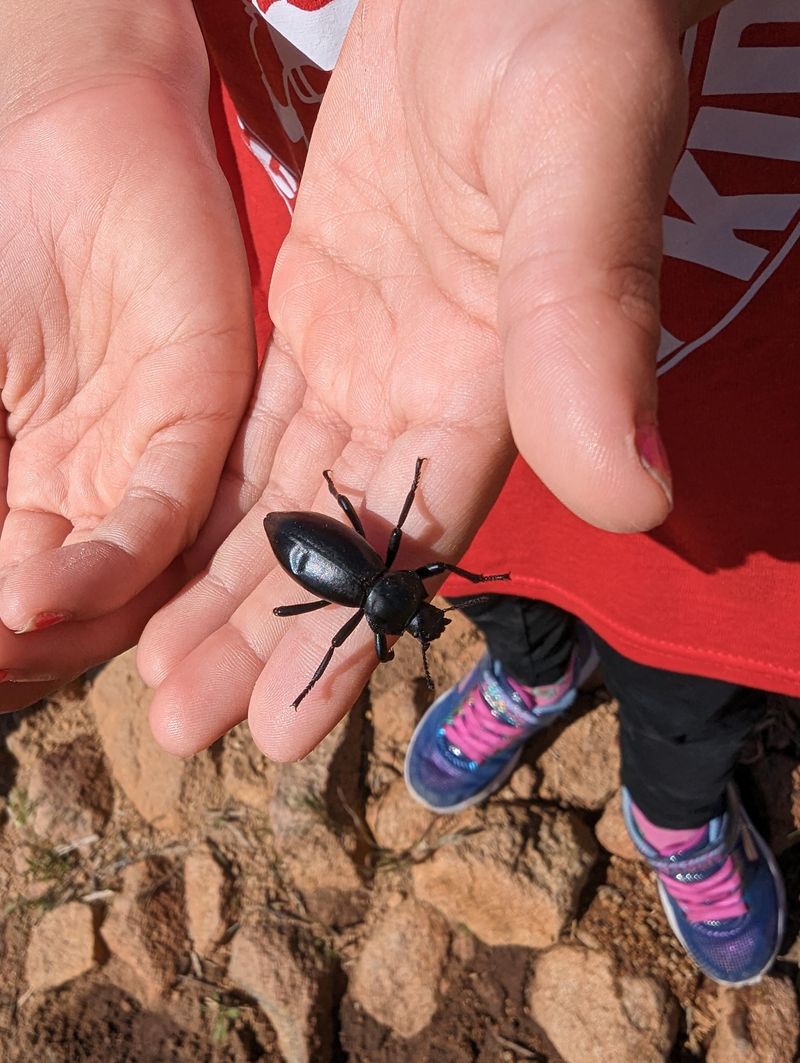 Predatory Stink Bugs