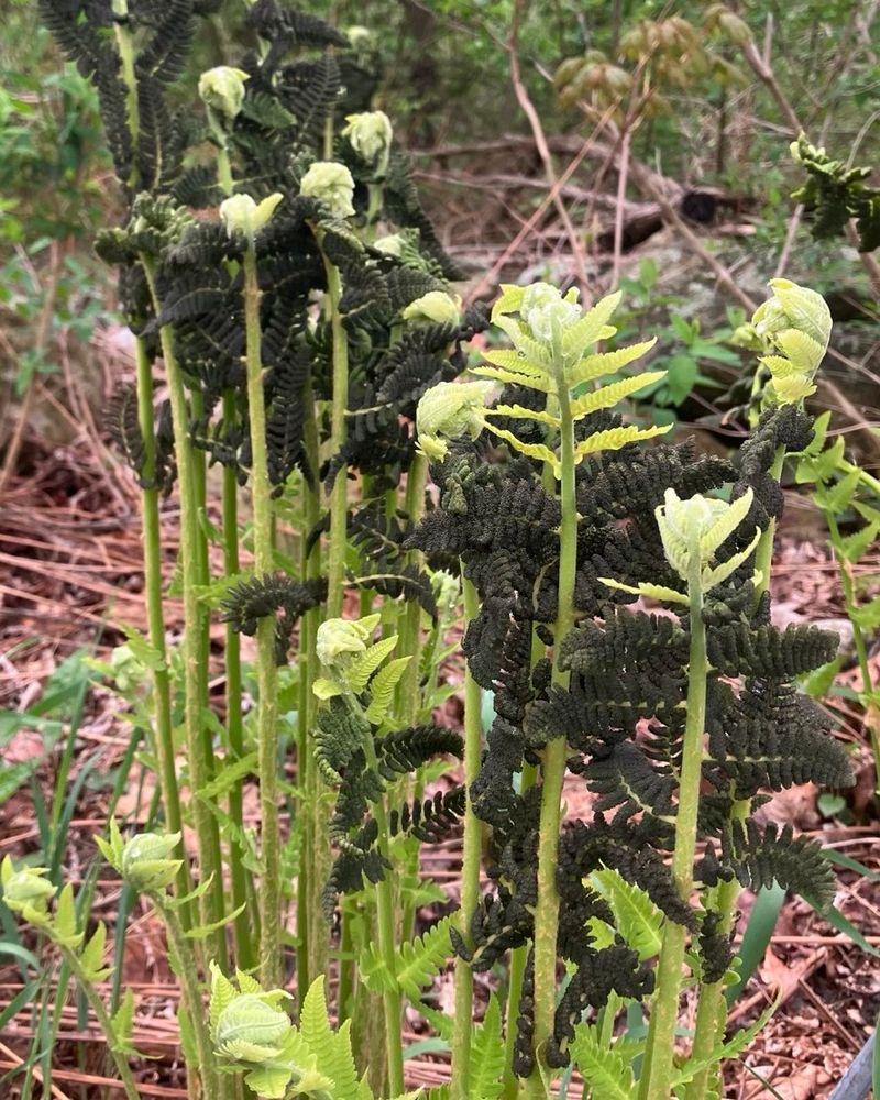 Interrupted Fern