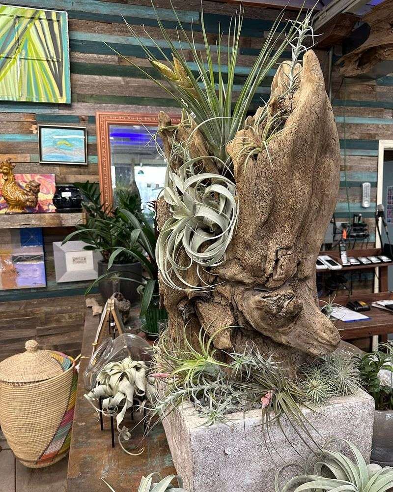 Air Plants