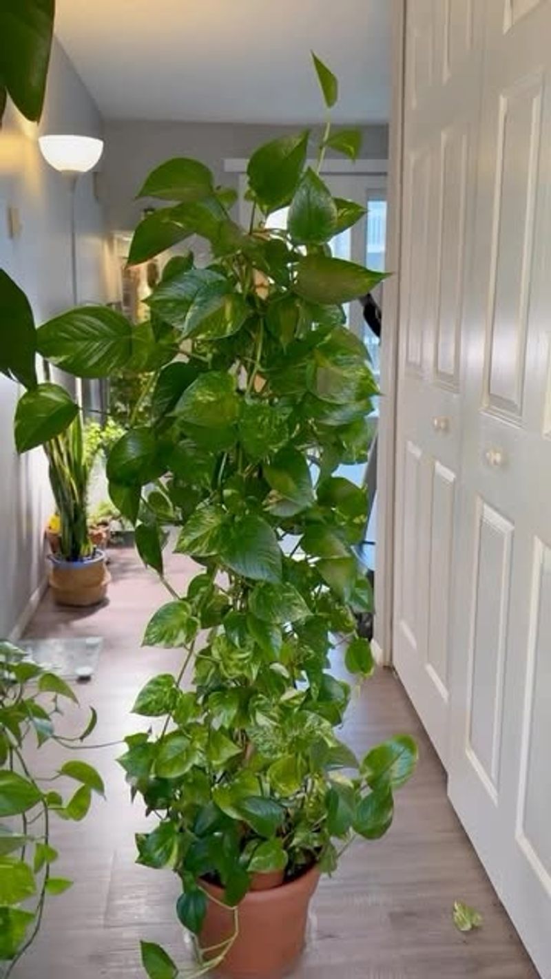 Golden Pothos