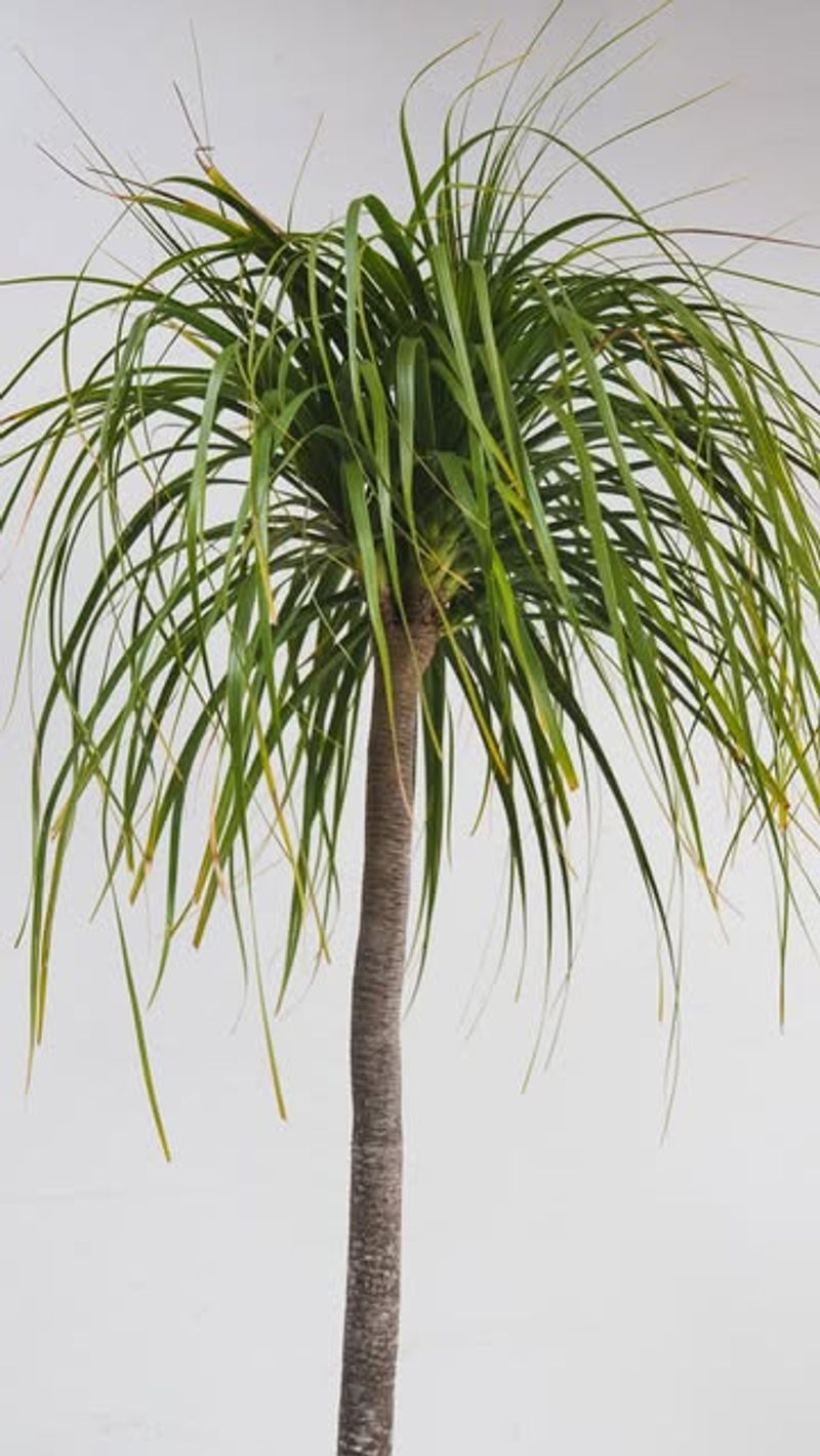 Ponytail Palm
