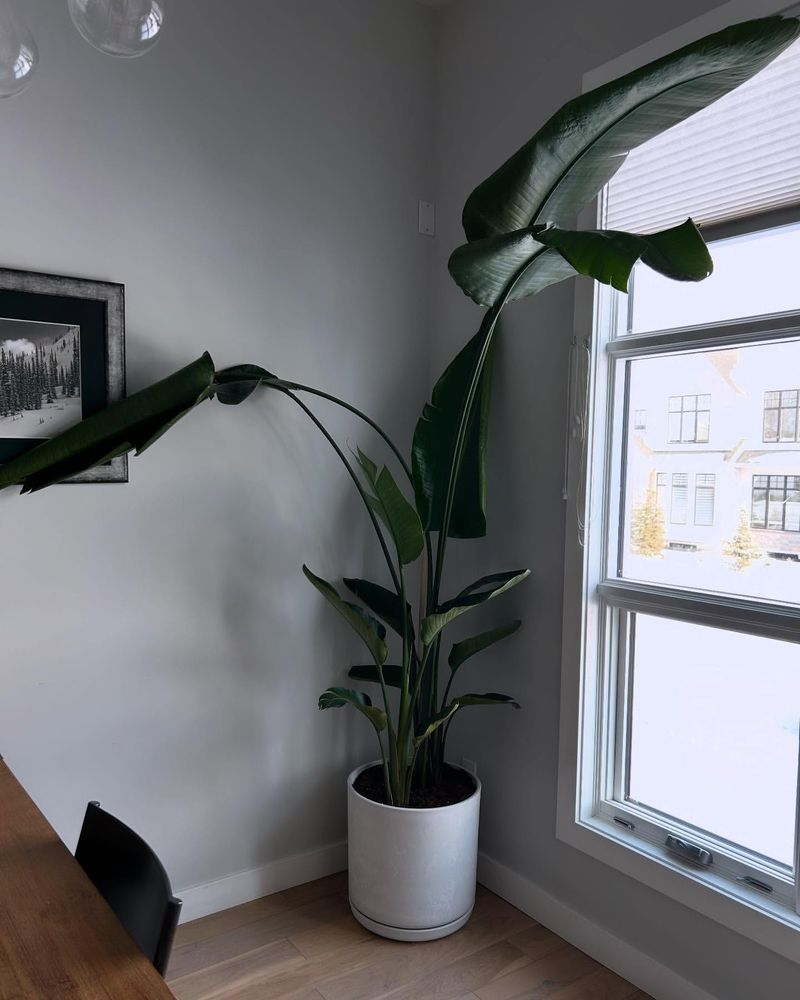 Bird of Paradise