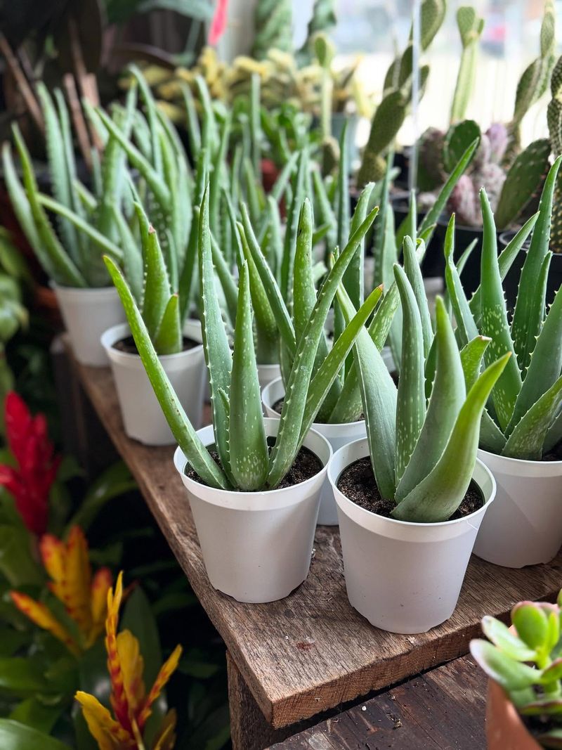 Aloe Vera