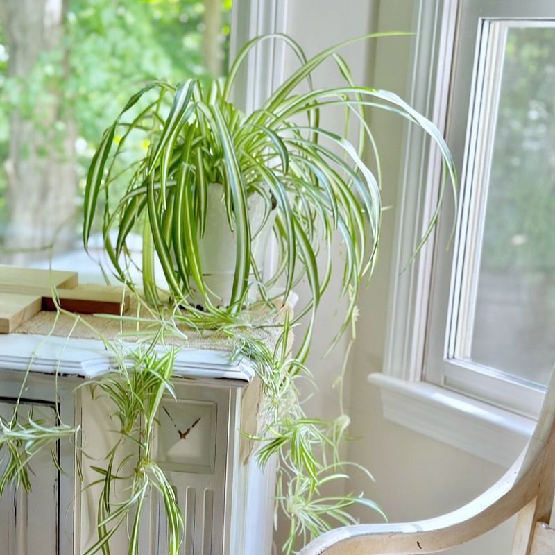 Spider Plant Struggles