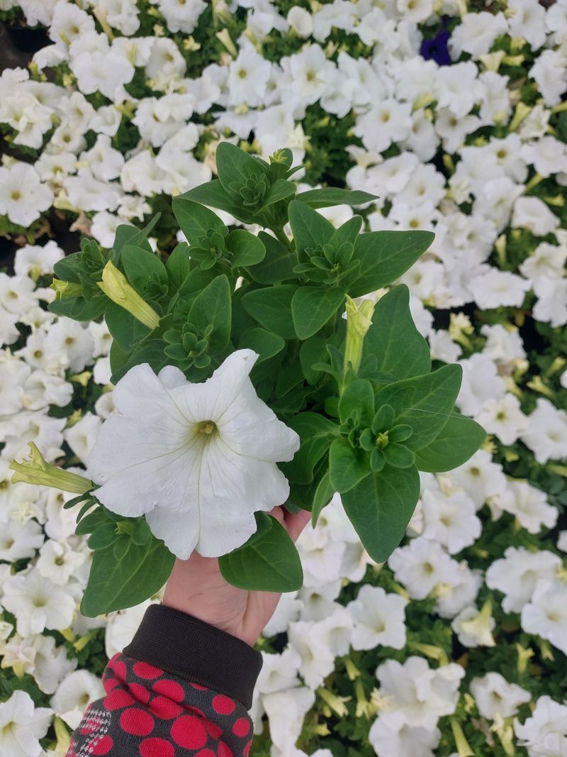 White Petunia