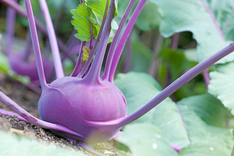 Kohlrabi: The Stem That Swelled