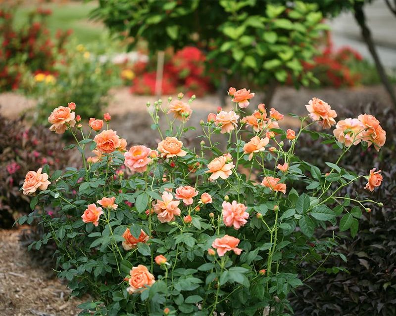 Peachy Coral Roses with Purple Catmint