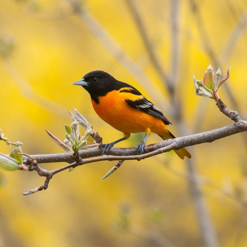 Baltimore Orioles Eliminate Pest Caterpillars